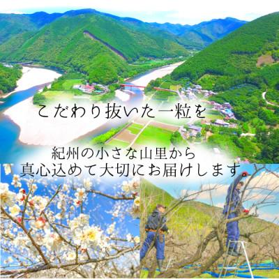 ふるさと納税 白浜町 無添加調味料 梅農家の手作り完熟梅酢 紀州小阪農園 |  | 03