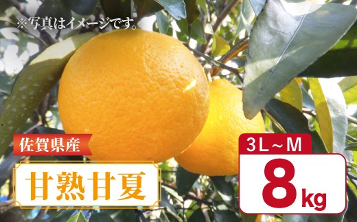 
                  【先行予約】佐賀県産 甘夏みかん「甘熟甘夏」約8kg（2027年3月以降順次発送）吉野ヶ里町／リエンサーク [FCC012]
                