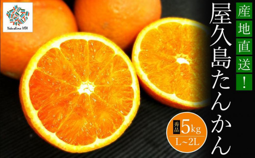 
            【先行予約／40箱限定】大山果樹園厳選　贈答用 屋久島たんかん 5kg＜秀品L～2L＞
          