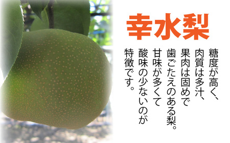 【先行予約】「福井梨」6～8玉 シャキっとした食感♪ あふれ出す果汁！【幸水梨】【2026年8月下旬以降順次発送予定】【梨 なし 和梨 先行予約 ナシ フルーツ 甘い みずみずしい 果実 果物 新鮮 