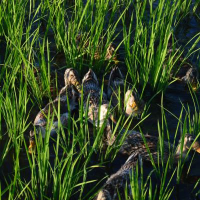 ふるさと納税 十日町市 【令和7年産】魚沼産コシヒカリかも米(精米)5kg |  | 03