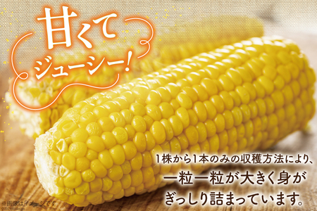 【期間限定発送】 とうもろこし 16本 横田さん家の美味しいスイートコーン ゴールドラッシュ [横田農園 長崎県 雲仙市 item1946] コーン トウモロコシ 野菜