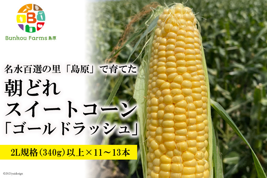 
AE279 5月中旬から出荷！「朝どれスイートコーン！」2L×11～13本セット ～名水百選の里 島原産～
