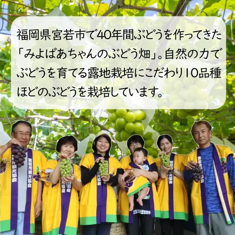 ＜みよばあちゃんのぶどう畑直送！＞ 先行予約 8月下旬～9月中旬順次発送【露地栽培の種なしピオーネ 約2kg(3～5房)】 [M37-3] 葡萄 ブドウ ぶどう 巨峰 果物 くだもの マスカット フル