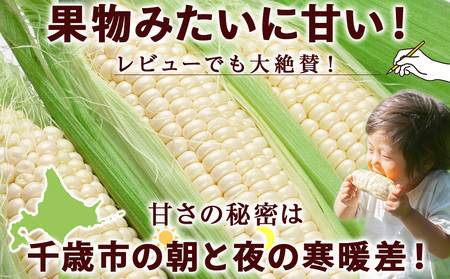 2026年夏発送 白いとうもろこし ピュアホワイト L～2L 13本