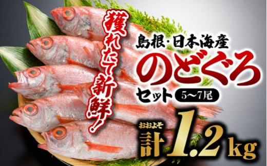 鮮魚セットF【のどぐろ 5～7尾 計約1.2kg】【YM-6】｜送料無料 のどぐろ ノドグロ 魚 さかな 焼き魚 島根 山陰 日本海産 魚介類 魚貝類 海産 海産物 おかず 下処理済 煮付け 刺身 さしみ 鮮魚 新鮮｜お届け：８月下旬～翌年5月末(6月～8月下旬まで禁漁のため)