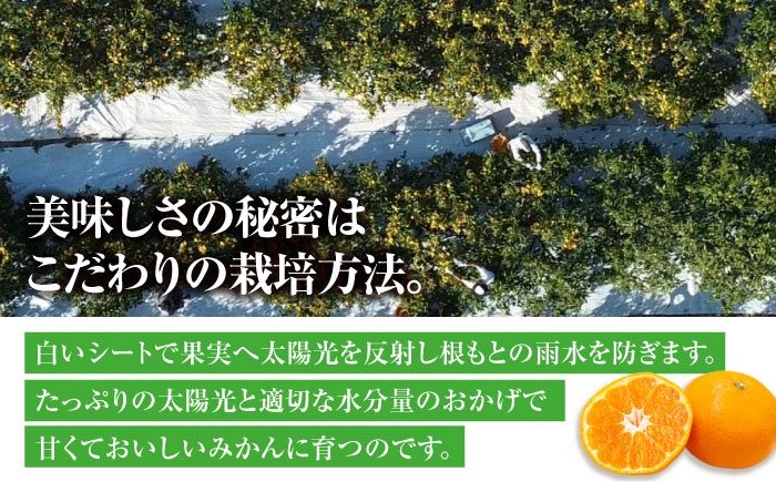 酸味さわやか愛媛じるし! 温州みかん 10kg （2Sから2L混合サイズ）