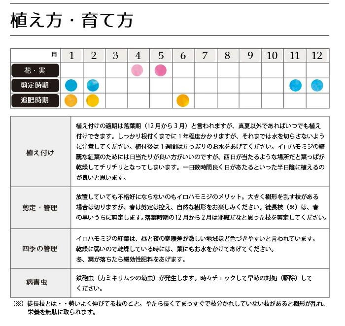 
イロハモミジ（伊呂波紅葉）苗木 単木 樹高1.2m前後 3本セット ポット苗 シンボルツリー 落葉樹 植木 庭木
