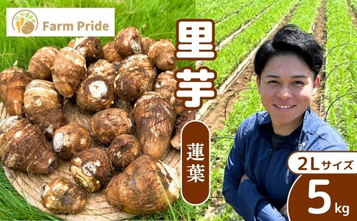 Farm Prideが育てた 里芋 5kg 2Lサイズ【事前予約】  | 里芋 さといも サトイモ 芋 いも イモ 大きい 蓮葉 はすば 根菜 野菜 芋煮 煮物 煮込み 料理 鍋 和食 新鮮 掘りたて ねっとり 国産 産地直送 季節限定 期間限定 おいしい おすすめ  新鮮 フレッシュ Farm Pride 埼玉県 所沢市