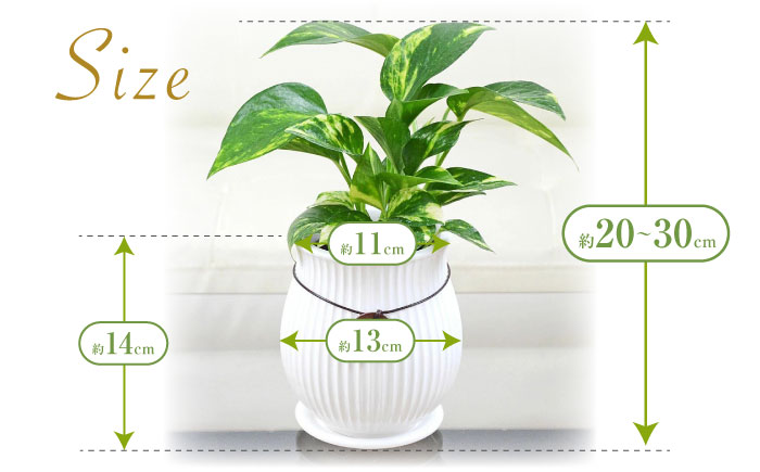 観葉植物 ポトス陶器鉢 バーティカルライン タグ付き 3号/ ポトス ぽとす 観葉 植物 インテリア おしゃれ プレゼント/大村市/琴花園 [ACYK040]