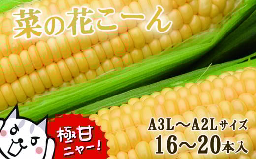 【先行予約】朝採れ とうもろこし「菜の花こーん」16～20本 A3L～A2Lサイズ【2025年7月中旬以降より発送予定】