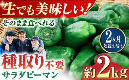 【先行予約】【6月下旬より順次発送】【全2回定期便】いちょうの畑 サラダピーマン 約2kg 【農事組合法人いちょう】 [YDN013]