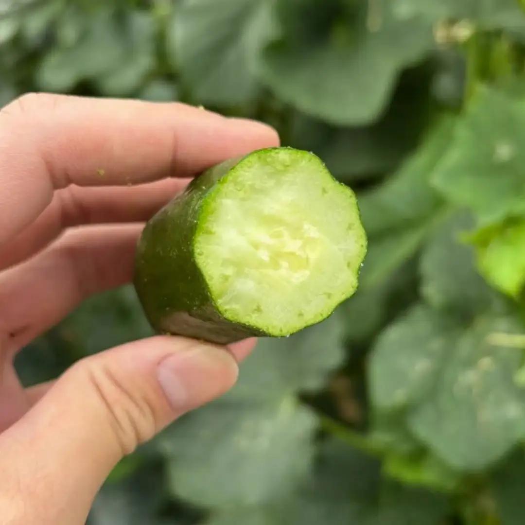 きゅうり 約4kg 朝獲れ 夏野菜 胡瓜 キュウリ 石川県 小松市 JAあぐり