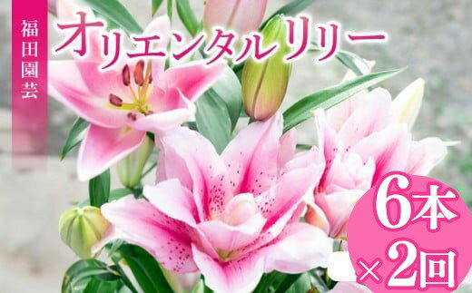 【ふるさと納税】 定期便2回 ユリ オリエンタルリリー 6本 花束 贈り物 ギフト プレゼント 誕生日 母の日 父の日 敬老の日 記念日 お祝い 結婚式 ウェディング ブーケ 優雅 エレガント つぼみ ピンク 白 高級 切り花 福田園芸 安芸市 高知県