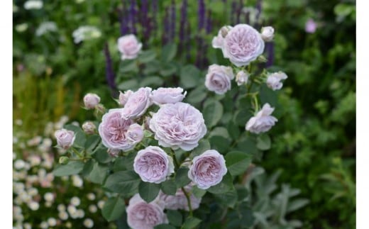 
            【先行受付】バラ鉢苗　ル・ソワール【2026年4月下旬より発送】河本バラ園
          