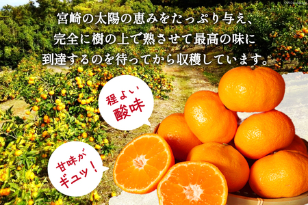 【期間限定発送】 みかん 5kg コクのある甘さ うまぁ〜い！！青島晩生温州みかん S・M・L いずれか [黒田農園 宮崎県 日向市 452061304]