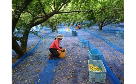 うすしお梅干し　袋入り