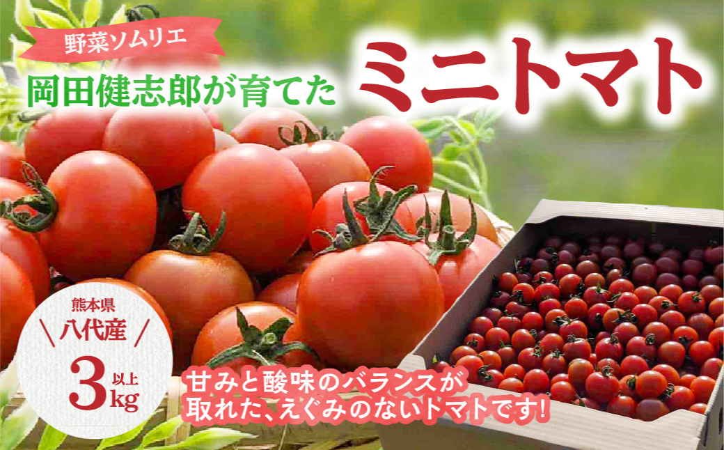 【先行予約】 野菜ソムリエ岡田健志郎が育てた ミニトマト 3kg以上 トマト 野菜 熊本県産 新鮮 サラダ やさい とまと 八代市産 九州 【2025年12月上旬より順次発送】