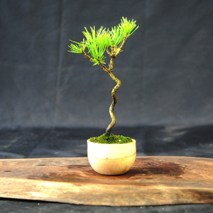 赤石の泉 黒松（鉢植え） S-28