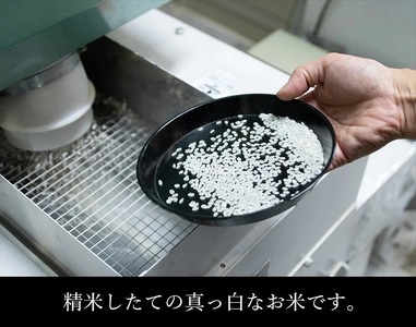 【令和7年産】 はえぬき 無洗米　5kg (5kg×1袋)　山形県庄内産　有限会社 阿部ベイコク　| ブランド米 米 こめ コメ ごはん ご飯 国産 庄内米 美味しい おすすめ 人気 山形県 鶴岡市