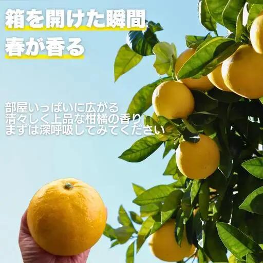 【先行予約】　土佐 文旦 5kg 訳あり 文旦 愛なんよ