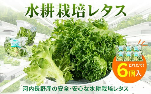 【ふるさと納税】レタス 6個 水耕栽培 河内長野産 フリルレタス 種類 栽培 菜 茎 サラダ 副菜 おつまみ フレアベル フリルアイス セット 無農薬 栄養満点 ビタミン ミネラル 安心 安全 新鮮レタス