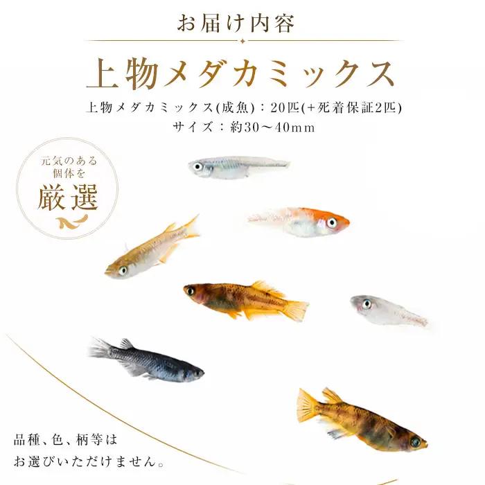 10営業日以内に発送 温水育ち 上物メダカミックス20匹 otofarm IB148-001  ※北海道・沖縄・離島配送不可※メダカ メダカ