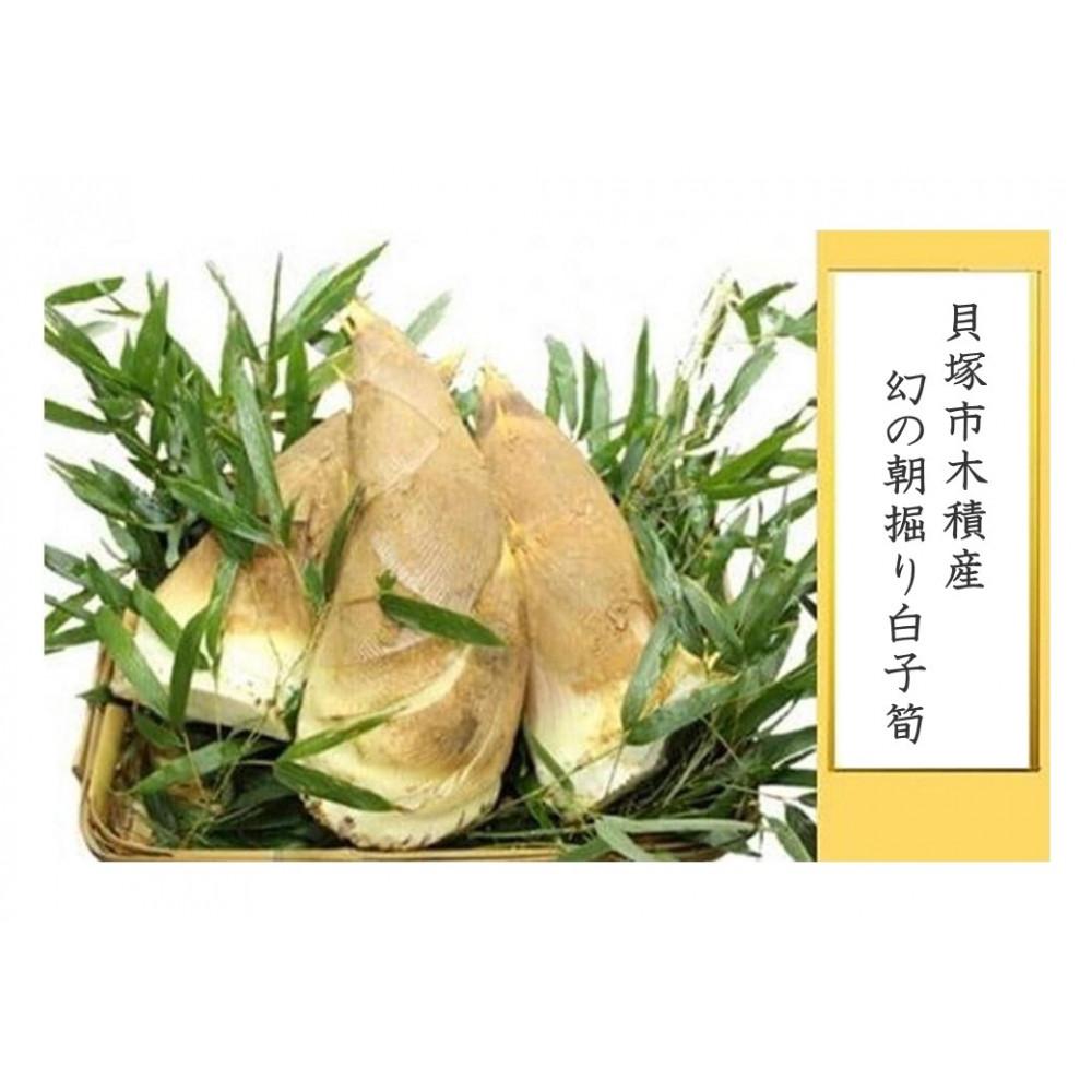 【ふるさと納税】＜先行予約＞貝塚市木積産　幻の朝掘り白子筍