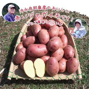 【 2026年2月お届け 】 人気 の 赤い ジャガイモ てれやさん 乳酸菌育ち ！！ C036-001-02 じゃがいも 野菜