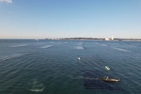 日間賀島 一番摘み 焼き海苔 プレミアム 計60枚 20枚×3袋 半切り のり 海苔 焼き海苔 おかず お供 海藻 ご飯 のり 海苔 手巻き