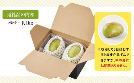 【2025年9月中旬頃より発送】ポポー 約1kg【受取日事前打合せ可能な方限定】【配送不可：離島】幻の果実 レア フルーツ ポポー 健康 美容 美肌 ファーム池の沢 静岡市