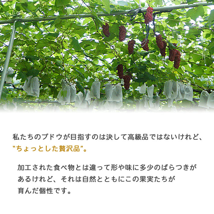 ＜旬のブドウ　西予市産　藤稔　約2kg＞ 果物 フルーツ ぶどう 葡萄 ふじみのり 大粒 季節限定 りの果樹園 愛媛県