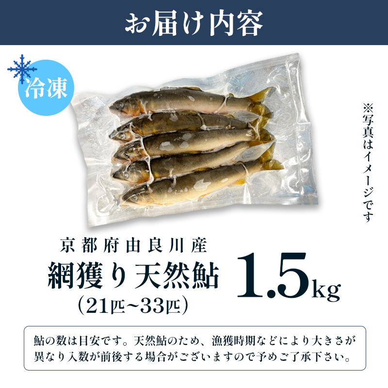 天然鮎 網獲り 冷凍 約1.5kg（約21匹〜33匹）【 由良川の網獲り 由良川漁協 冷凍あゆ 冷凍鮎 高鮮度 冷凍 あゆ 鮎 魚 さかな 舞鶴 京都 】 