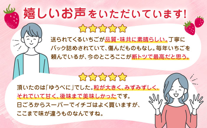 【先行予約】【全3回定期便】【2025年12月より順次発送】 いちご 食べ比べセット 総計1.5kg ( 250g × 2P × 3回 ) 農園直送 産地直送 熊本県産 山都町産【なかはた農園】[YB