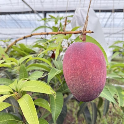 【2026年6月から順次発送・化粧箱】JAおきなわが厳選したアップルマンゴー1kg(2～3玉)【配送不可地域：離島】