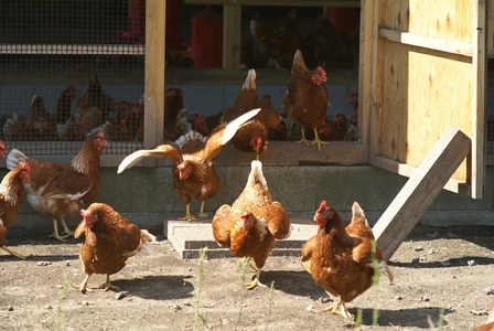 [定期便／3ヵ月] 平飼い新鮮卵「鬼怒」40個×3回 計120個 白身も美味い！ [0724]