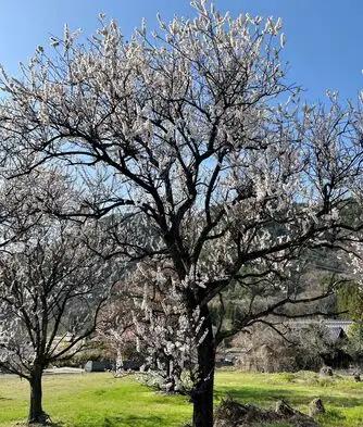 杏のチップの箸置き(5個セット)| 箸置き 箸置き