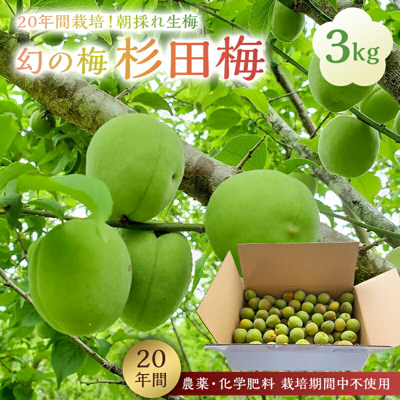 【ふるさと納税】 日本古来の貴重品種 「幻の梅 杉田梅」 朝採れ 生梅 3kg 千葉県 南房総市 梅 梅干し 梅漬け 梅ジュース 梅ジャム 梅酒 梅シロップ 国産 フルーツ 果物 柔らか 酸味 送料無料