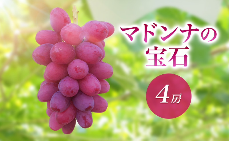 2026年産マドンナの宝石 4房　果物 ぶどう 葡萄 マスカット フルーツ 長野県 駒ケ根市
