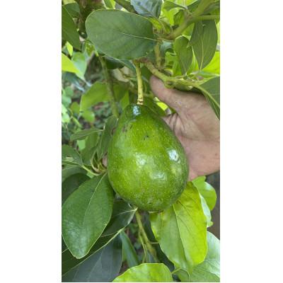 ふるさと納税 糸満市 沖縄でオジーが育てたこだわり アップルバナナ と アボカド 1玉 セット |  | 02