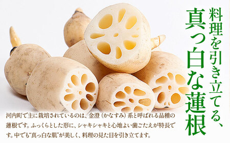 蓮根 2kg まちづくり河内株式会社かわち夢楽《30日以内に出荷予定(土日祝除く)》 茨城県 河内町 蓮根 れんこん レンコン 野菜