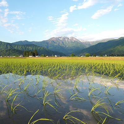 ふるさと納税 南魚沼市 【毎月定期便】特別栽培米南魚沼産こしひかり8割減 玄米 10kg(5kg×2)全12回 |  | 02