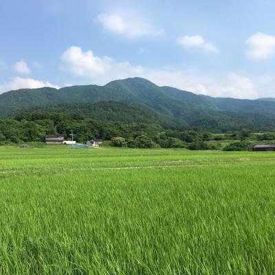 ふるさと納税 佐渡市 佐渡高千産コシヒカリ 5kg×2袋 計10kg(精米) |  | 01
