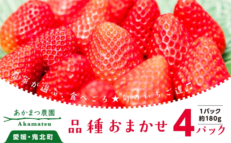 いちご 品種おまかせ 4パックあかまつ農園 ＜苺 いちご イチゴ果物 フルーツ 農家直送 レッドパール 紅い雫 紅ほっぺ おまかせ 贈り物 ギフト＞ ※2025年2月中旬～3月中旬頃に順次発送予定