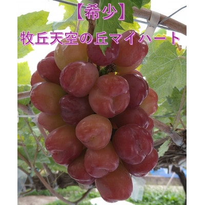 【2026年先行受付】10月下旬より発送「牧丘天空の丘マイハート」約1kg(2～3房)【配送不可地域：離島】