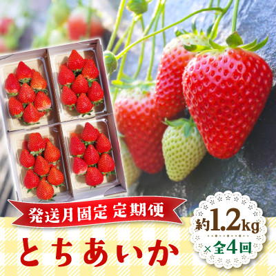 【発送月固定定期便】完熟朝摘み とちあいか 約1200g全4回【配送不可地域：離島・沖縄】【4053505】