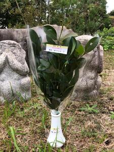 備後・榊（サカキ）切り枝　１束サイズ1セット（2束入り）