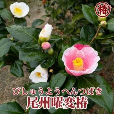 椿「尾州曜変椿」接木18cmポット苗　茶花向き咲き分け品種