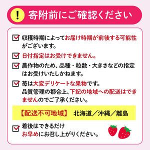 【 期間限定 】 苺 きらぴ香 1kg 苺
