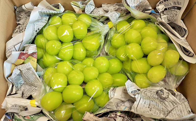 【先行予約／2025年10月発送】シャインマスカット約2kg 3～4房 重量保証 信州 小諸 果物 フルーツ ぶどう ブドウ 種無し 甘い 完熟 季節限定 贈答用 大粒 産地直送 新鮮 お取り寄せ こ